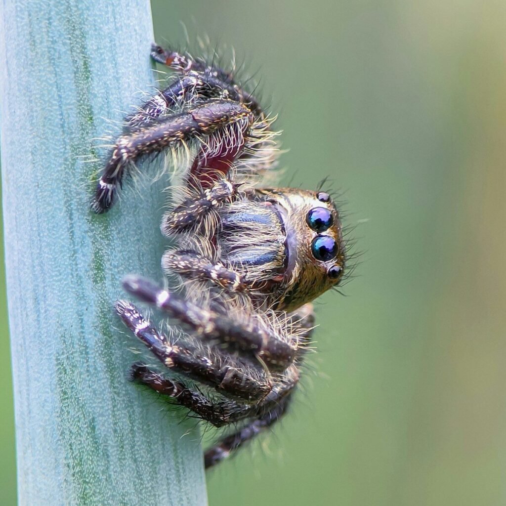 A close up of a spider on a plant
